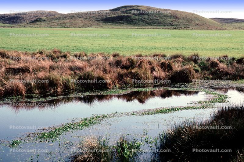 water, lake, reflection, wet, liquid, coast, hills, fields, pond, duck, wetlands