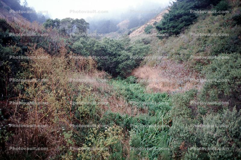 scrappy Hills, bush, thick vegetation
