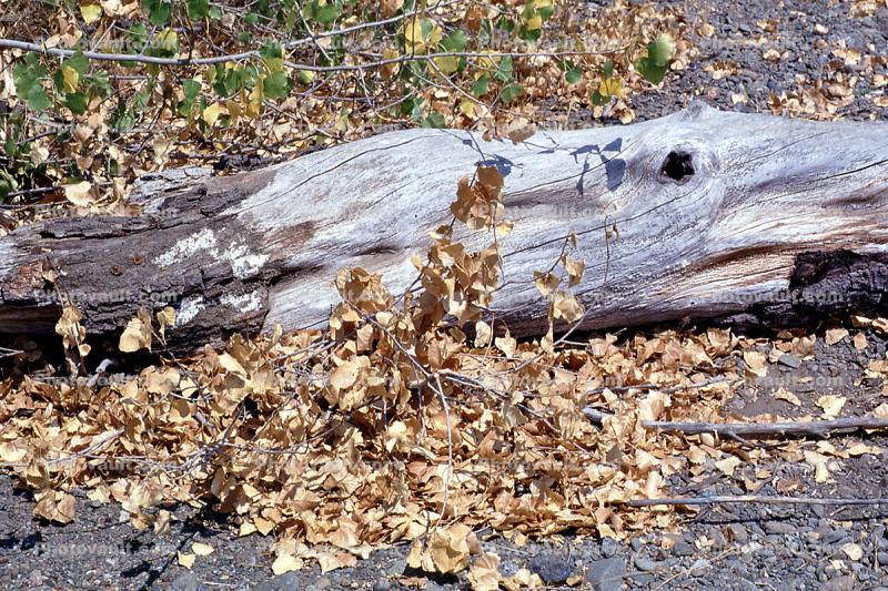 Hopland, wood, dead leaves, decay