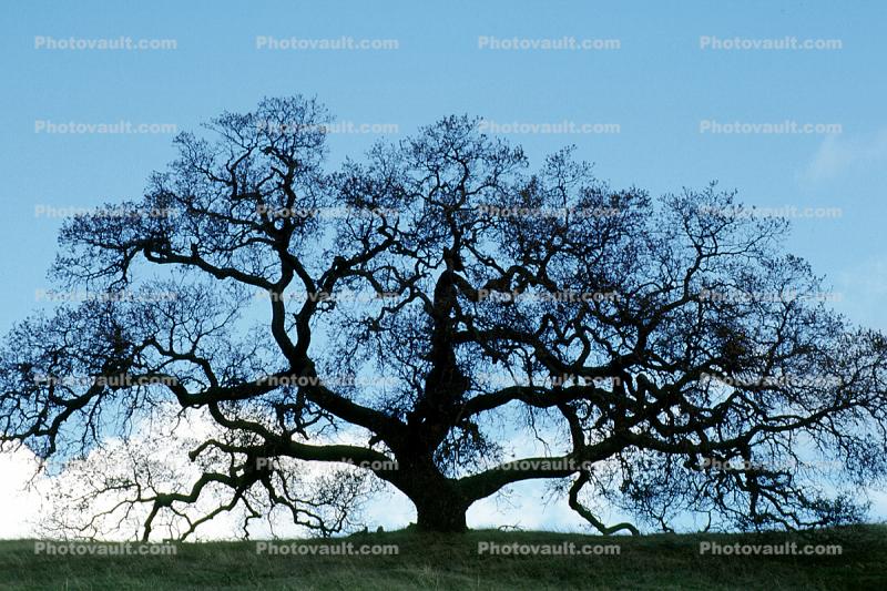 Bare Oak Tree fractals, Mount Diablo, Contra Costa County