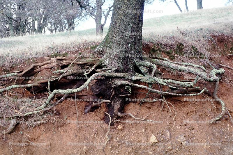 Erosion, dirt, cross-section, Forest, exposed root system fractals, Mount Diablo
