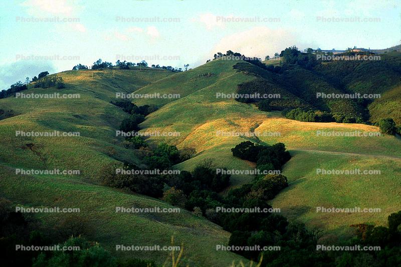 Green Hills, trees, valley, Mount Diablo, Contra Costa County