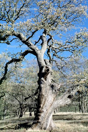 Twisted knarled Oak Tree, Mount Diablo, Contra Costa County, twistree