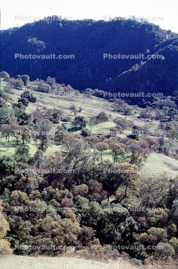 Mount Diablo, Contra Costa County, forest, trees