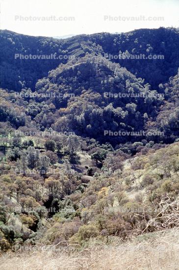 Mount Diablo, Contra Costa County, forest, trees