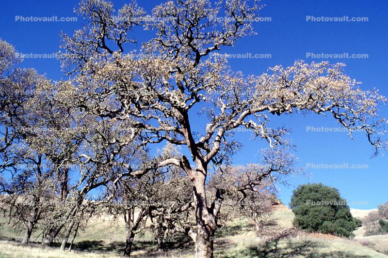 Dessicated Oak Tree, hills, Mount Diablo, Contra Costa County