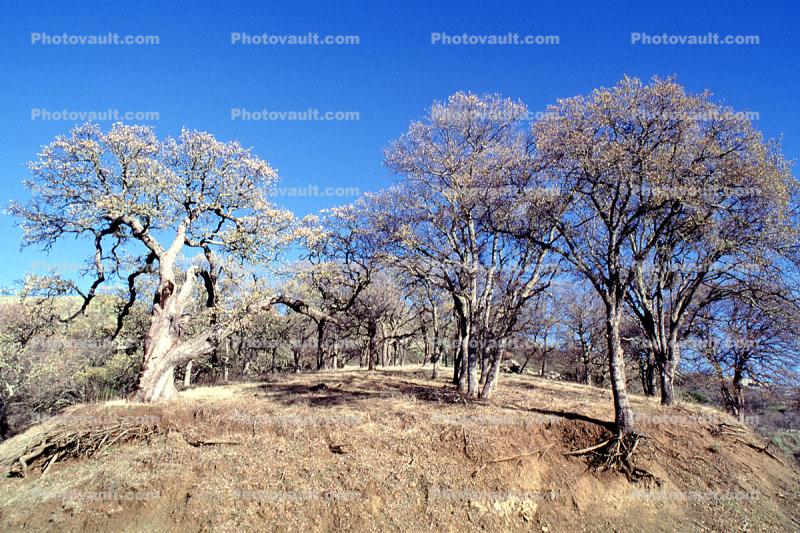 Bare Tree, sky, forest, Erosion, Bare Root System, cross-section, ground, dirt, exposed root system