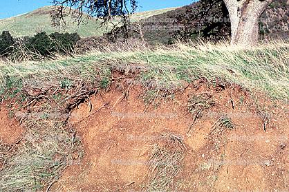 Grass, Dirt, Ground, cross-section, Erosion, Forest, exposed root system, Mount Diablo