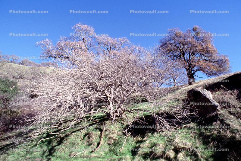 Bare Tree, sky, Grass, Dirt, Ground, cross-section, Erosion, Forest, exposed root system