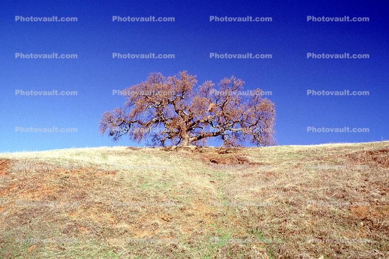 Lone Oaak Tree, hill, Mount Diablo, Contra Costa County