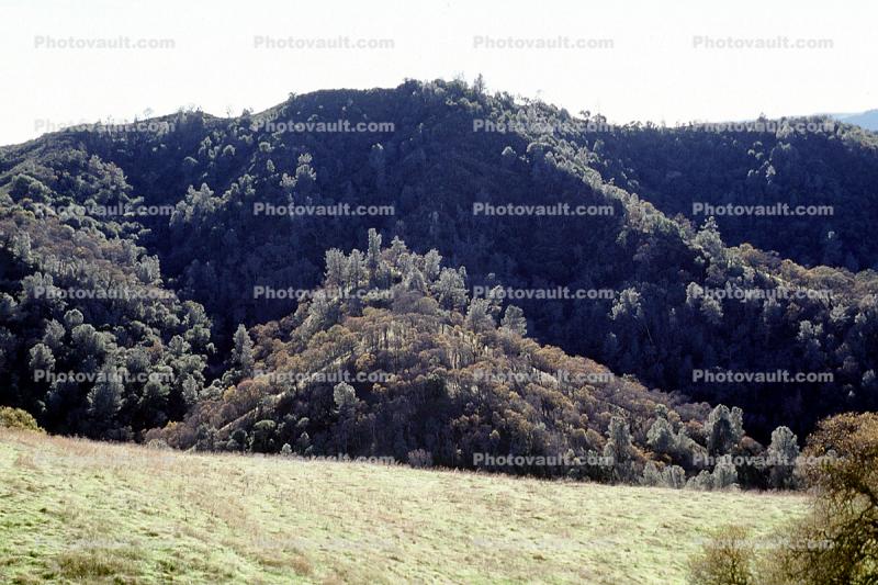 Hills, forest, mountain, Mount Diablo, Contra Costa County