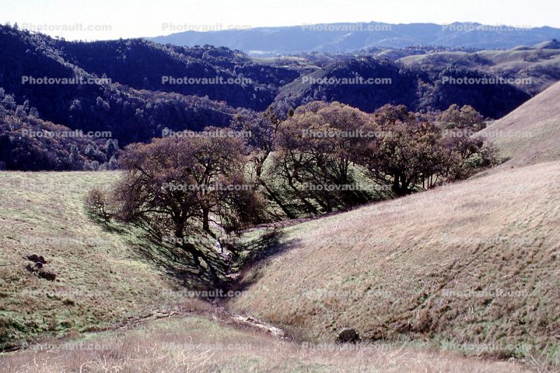Trees, Hillside, forest, woodlands, Mount Diablo, Contra Costa County, Hills, Hillside