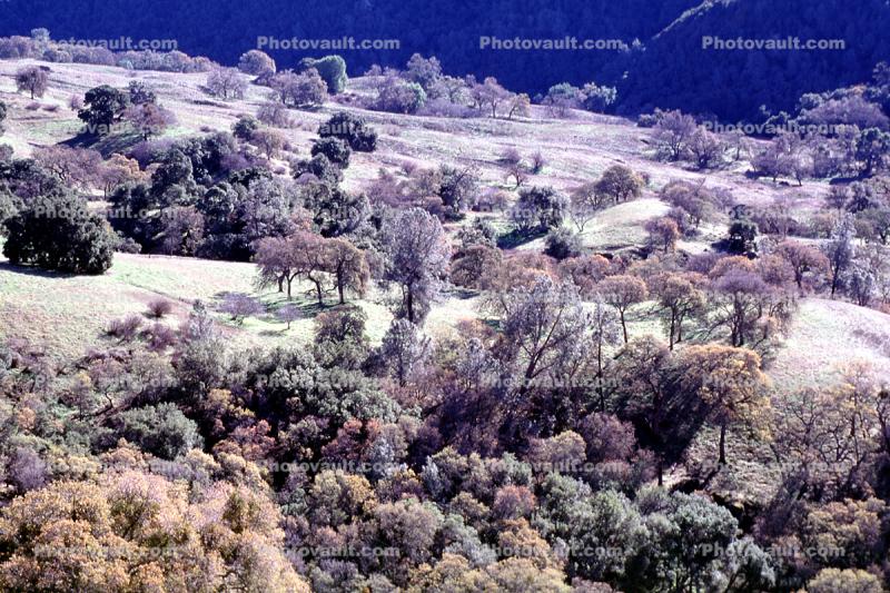Mount Diablo, Contra Costa County, Hills, Hillside