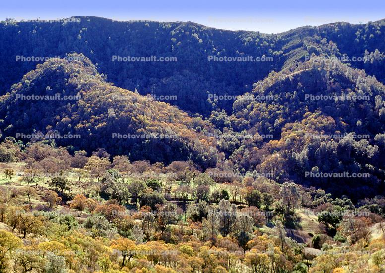 Deciduous Forest, hills, mountain, Mount Diablo, Contra Costa County