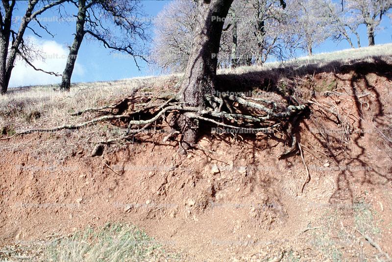 Grass, Dirt, Ground, cross-section, Erosion, Forest, exposed root system