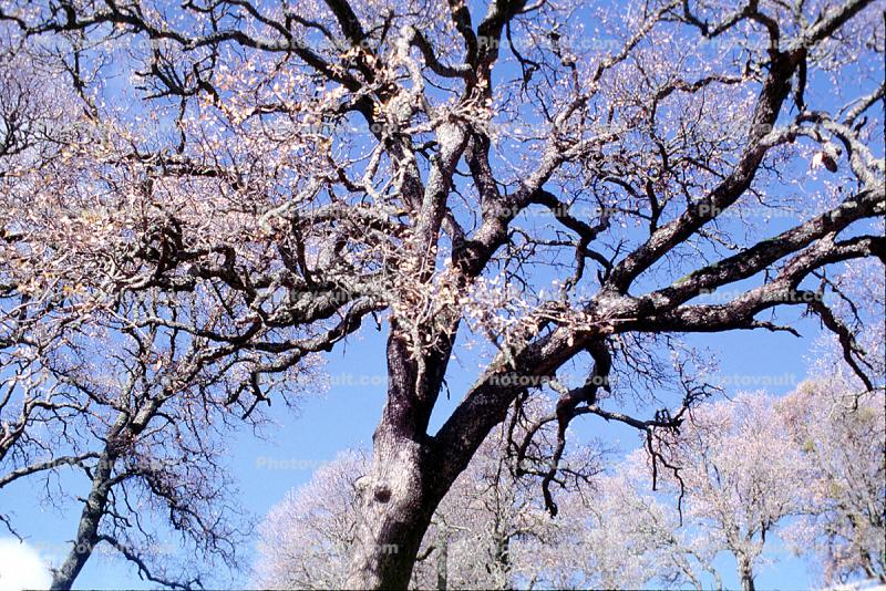 Oak Tree in the Summer, Mount Diablo State Park