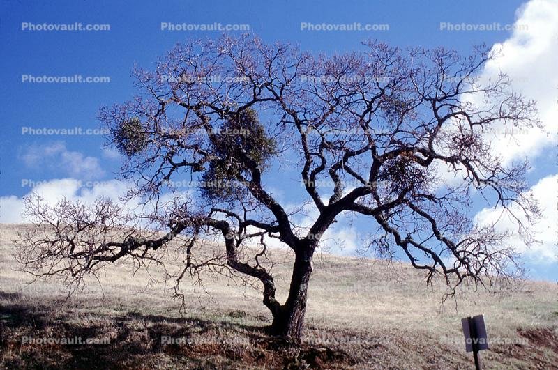 Oak Tree in the Summer, Mount Diablo State Park