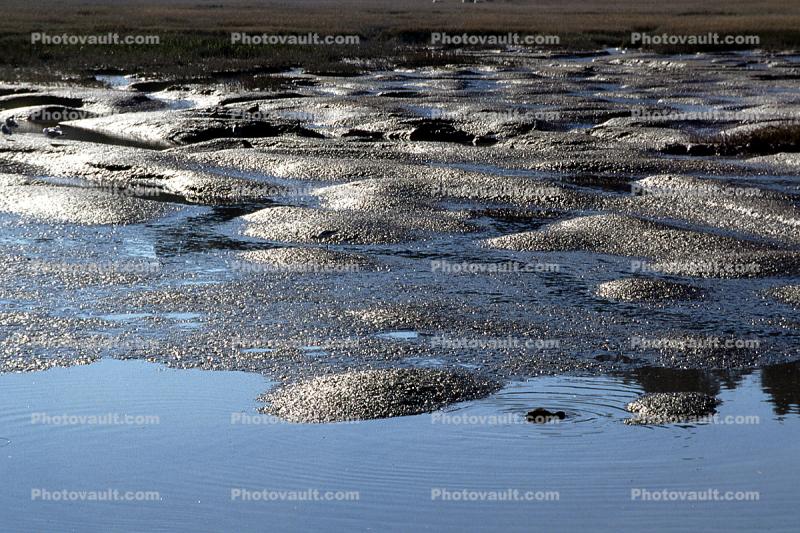 Tidal Flats, Shiny Sea, Mud Mounds, Tidal Lands, wetlands, low tide, Tidepools, salty tide pools