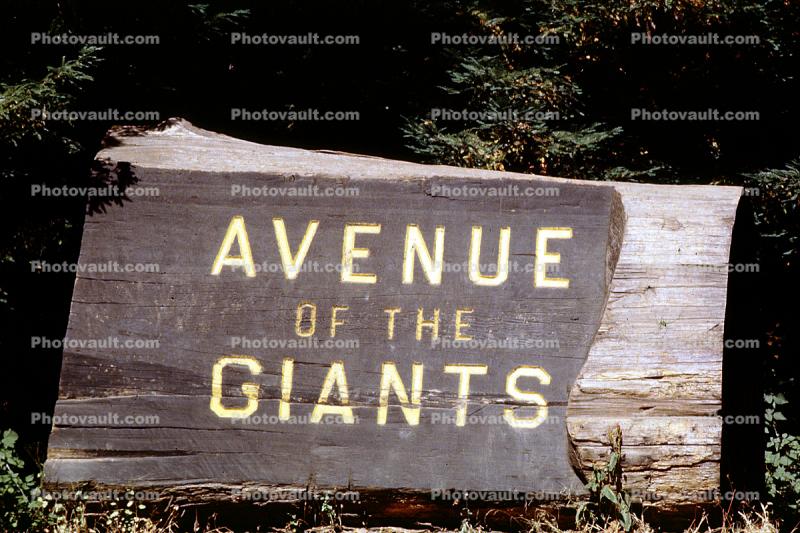 Avenue of the Giants, Humboldt County