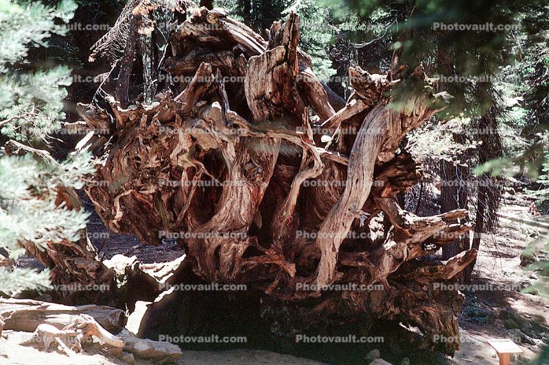 Root System of a felled Sequoia Tree, Mariposa Grove