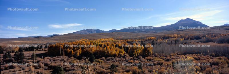 Aspen Trees, Autumn, Sierra-Nevada Mountains