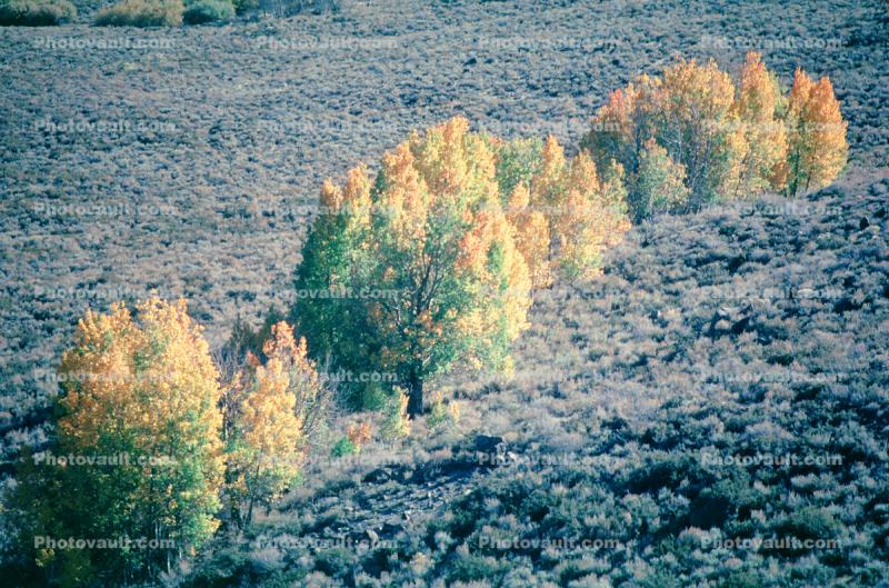 a few kilometers north of Mono Lake, aspen trees, fall colors, autumn, water