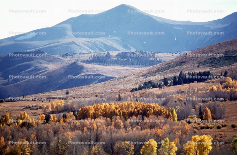Mountain, Hills, Trees, Forest, Woodlands, a few kilometers north of Mono Lake, autumn, water, Equanimity