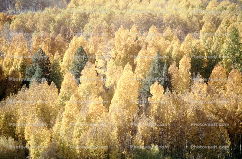 Aspen Trees, a few kilometers north of Mono Lake, autumn