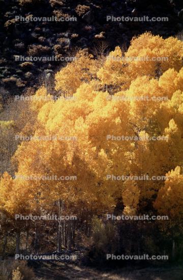 Aspen Trees, a few kilometers north of Mono Lake, Panorama, autumn, hills