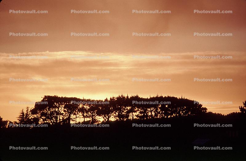 Trees, sunset, Stinson Beach, Marin County