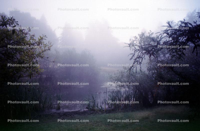 Bullfrog Pond, fog