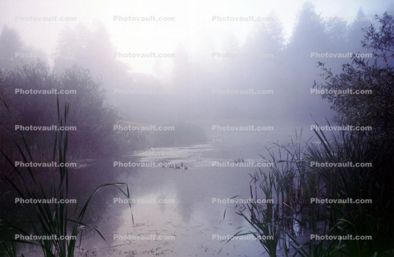 Bullfrog Pond, wetlands, fog, mist, misty