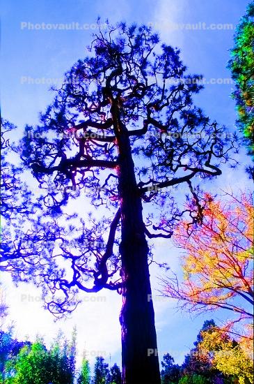 Psychedelic Tree, psyscape