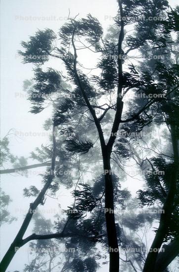 Fog and a Tree