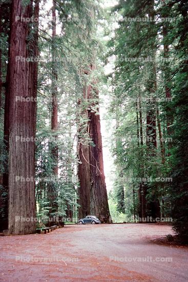 Redwood Trees, Avenue of the Giants, road, volkswagen car