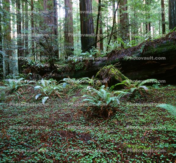 Ferns, Redwood Forest, fallen tree, decay, forest floor