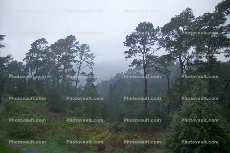 Fog, Trees, Cambria, San Luis Obispo County