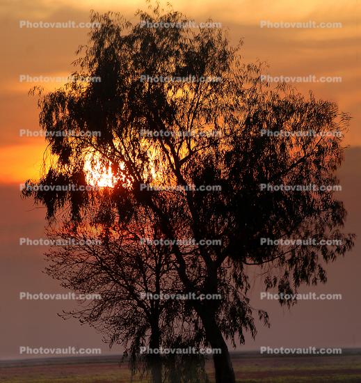 Tree in the Sunset, Clouds, Allensworth