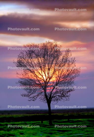 Lone Tree in the Sunset fractal, dusk, evening