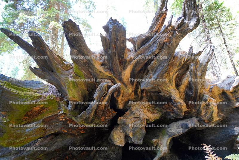Giant Sequoia Tree Roots, Fallen