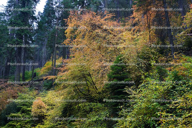 Forest, Trees, Fall Colors, Autumn