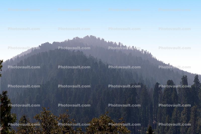 Forested Mountains