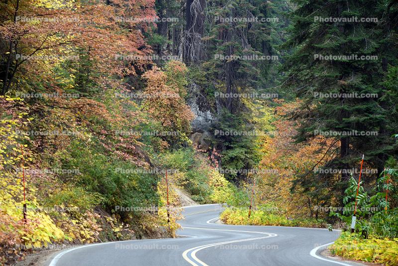 S-Curve, Road, Roadway, Forest, Trees, Fall Colors, Autumn