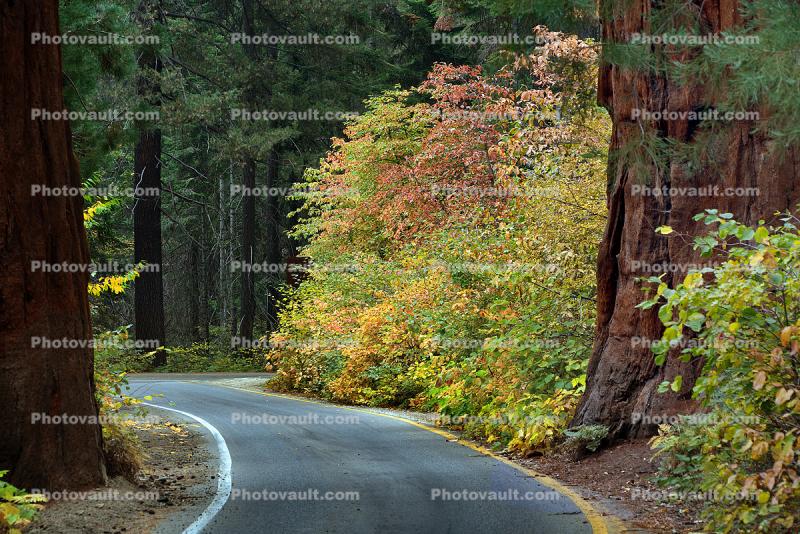 Road, Roadway, Forest, Trees, Fall Colors, Autumn
