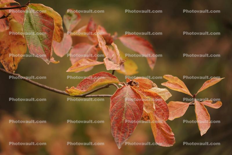 Fall Colors, Autumn