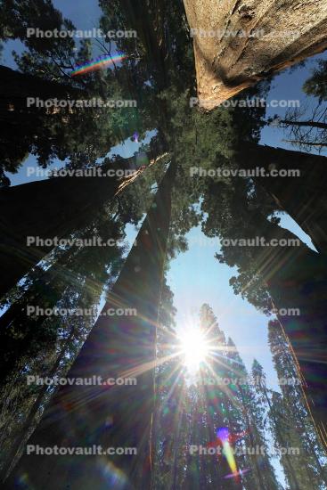 Looking Up a Sequoia Tree, Giant Forest