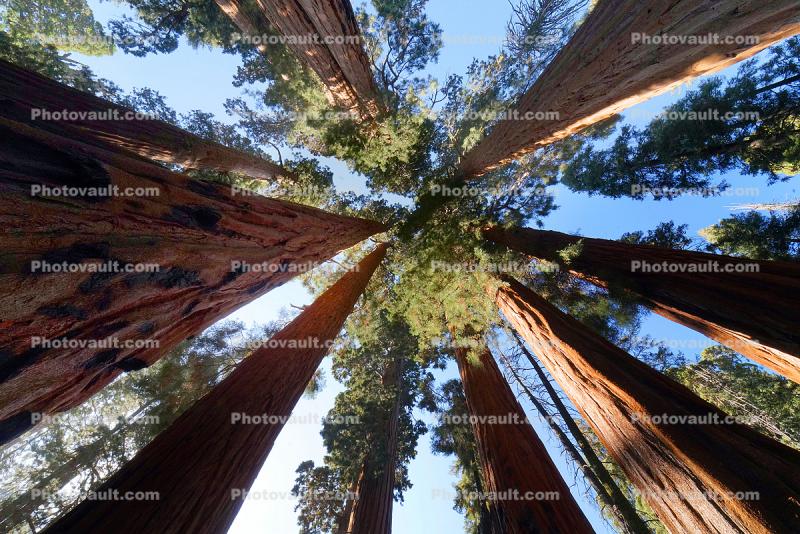 Tree, Forest, Looking Up in a Sequoia Forest