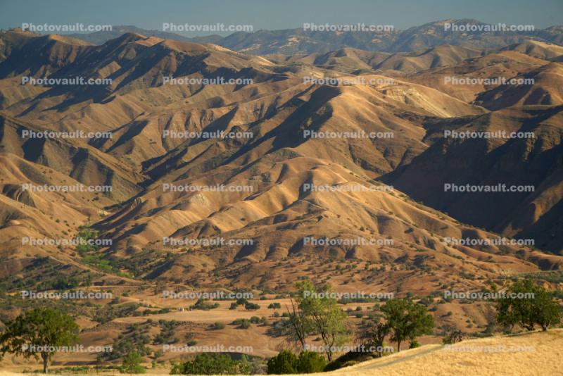 Dry Mountin Hills, trees, west of Coalinga