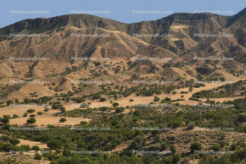 Dry Mountin Hills, trees