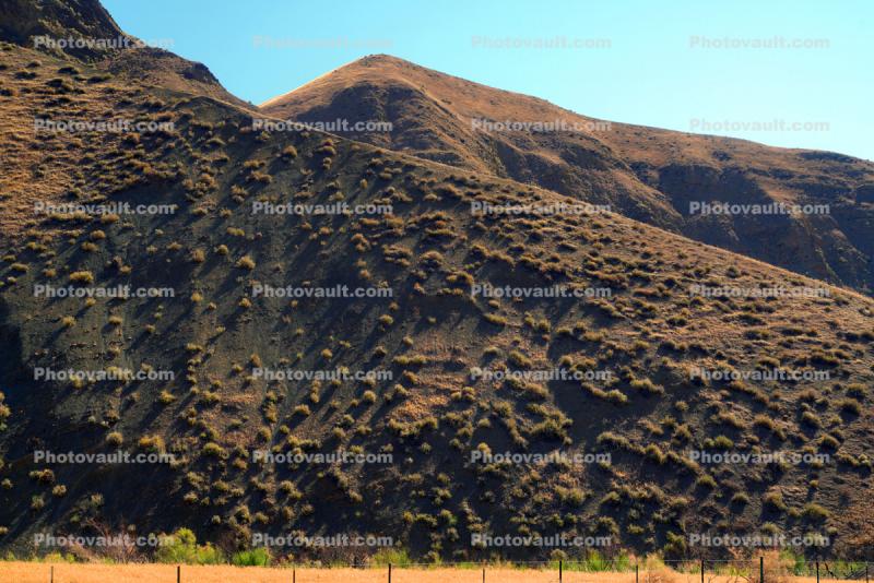 Dry Mountin Hills, trees, west of Coalinga